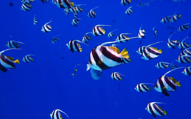 Best coral reefs in the world for snorkeling