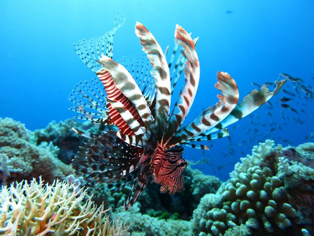 Best coral reefs in the world for snorkeling