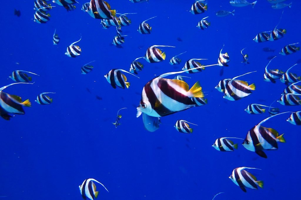 Diving gloves for cold water