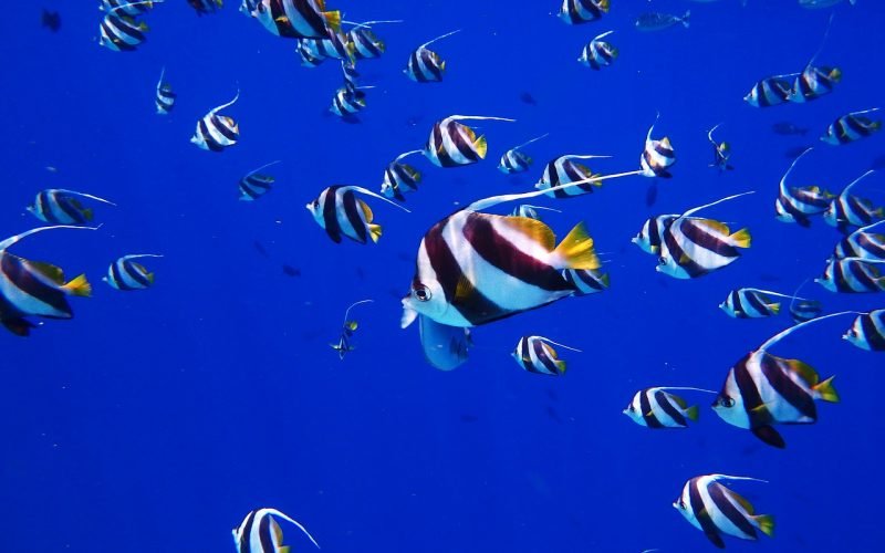 Diving gloves for cold water