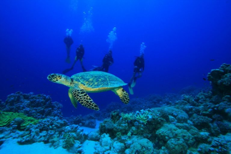 Scuba Diving Holidays for Beginners Top 12 Places!