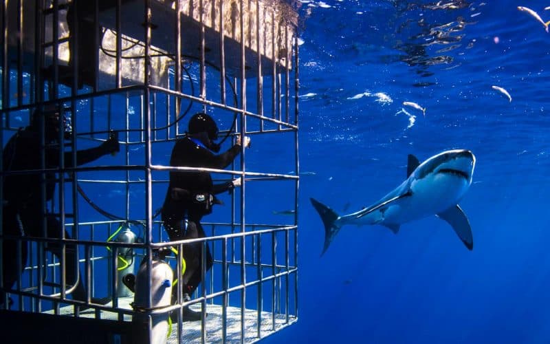 best place to cage dive with Great White Sharks