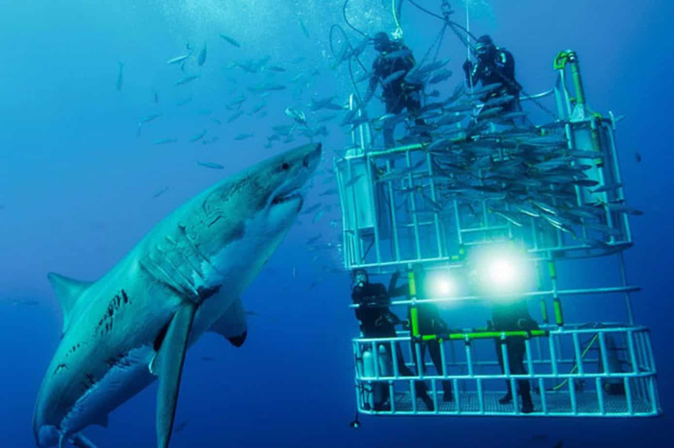 great white shark cage diving tours