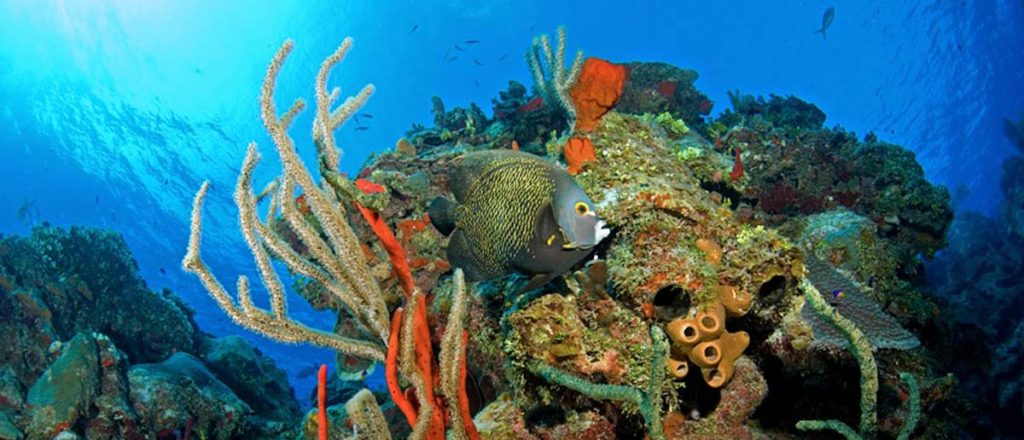 10 Best Places to See Coral Reefs - Underwater Mag