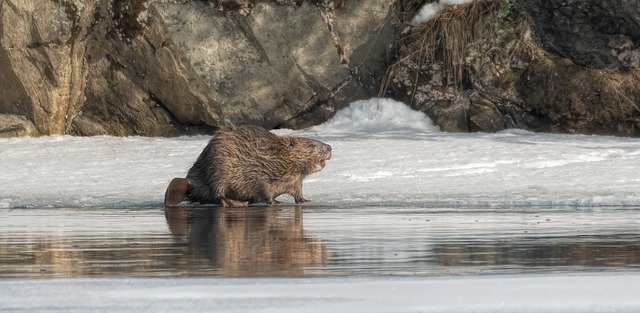 what mammals live in the sea 