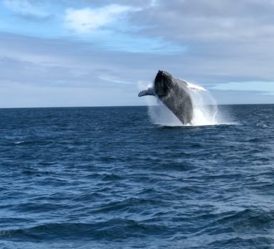 best time to dive Galapagos