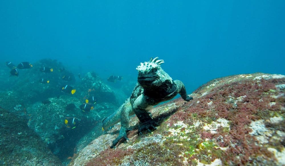 best time to dive Galapagos