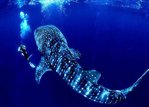 best scuba diving in Caribbean for beginners