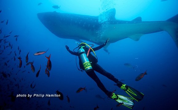 best time to dive Galapagos