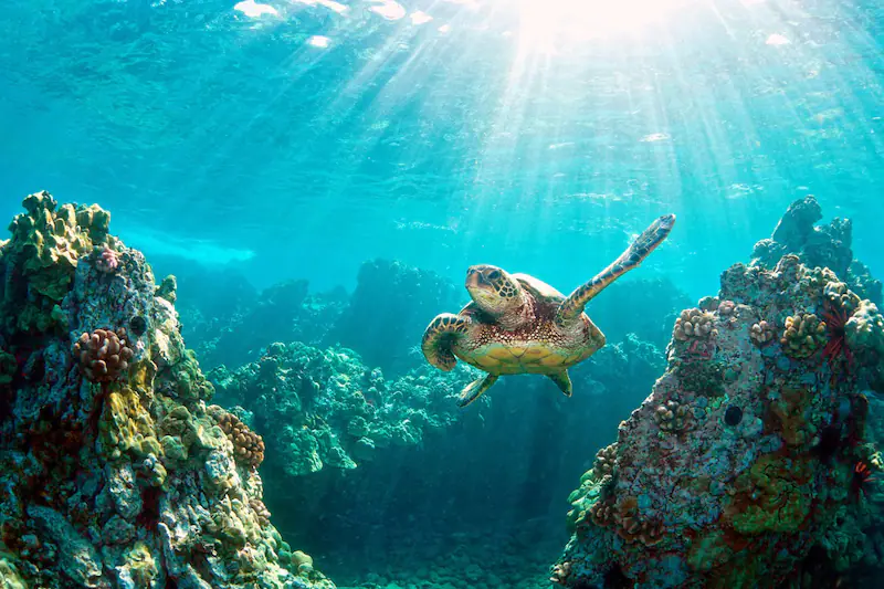 Tubbataha Reefs Natural Park