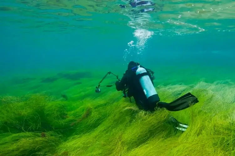 scuba diving alone